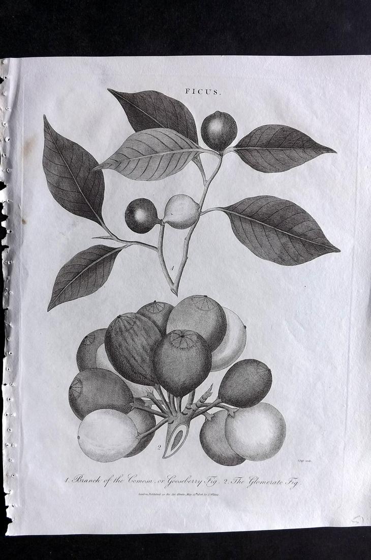 Wilkes, John 1806 Fruit Print. Gooseberry, Fig (1 of 2)