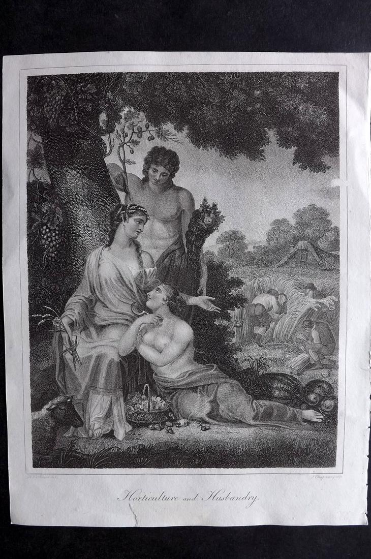 Wilkes, John C1810 Classical. Horticulture Husbandry: Copper Plate Published 1796-1828 London for "Encyclopaedia Londinensis, or universal dictionary of arts, sciences and literature" by John Wilkes et al. Paper Size: 10.5 x 8.5 inch (27 x 22cm) Small bo