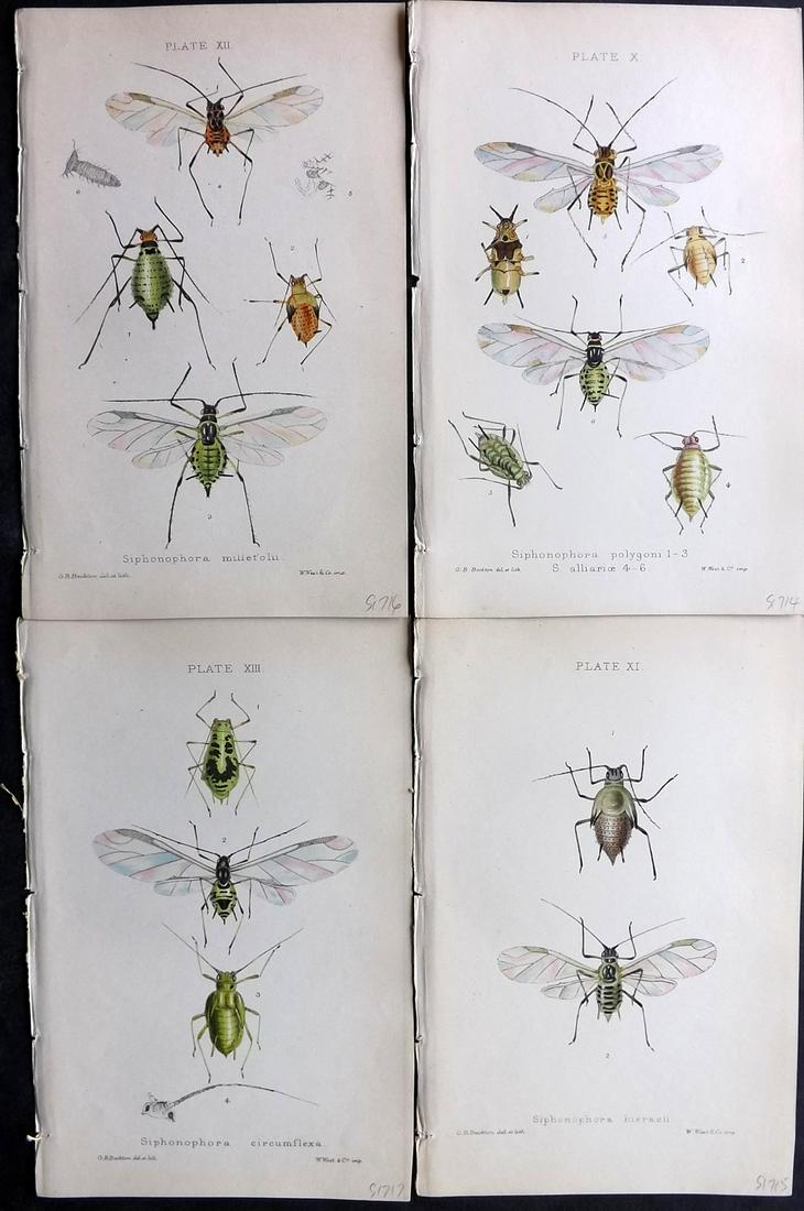 Buckton, George 1883 Lot of 4 Hand Col Insect Prints: Hand Colored Lithographs Published 1876-83, London for "Monograph of the British Aphides" by George Bowdler Buckton. Paper Size: 8.5 x 5.5 inch (22 x 14cm) Good Condition