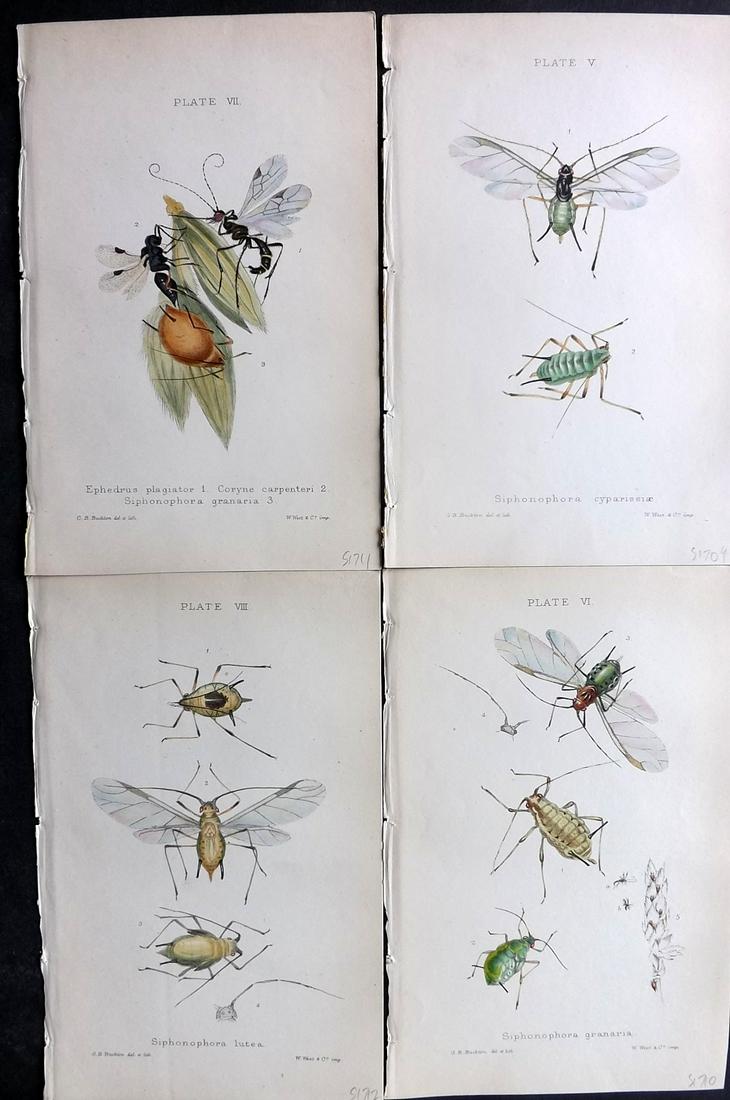 Buckton, George 1883 Lot of 4 Hand Col Insect Prints: Hand Colored Lithographs Published 1876-83, London for "Monograph of the British Aphides" by George Bowdler Buckton. Paper Size: 8.5 x 5.5 inch (22 x 14cm) Good Condition