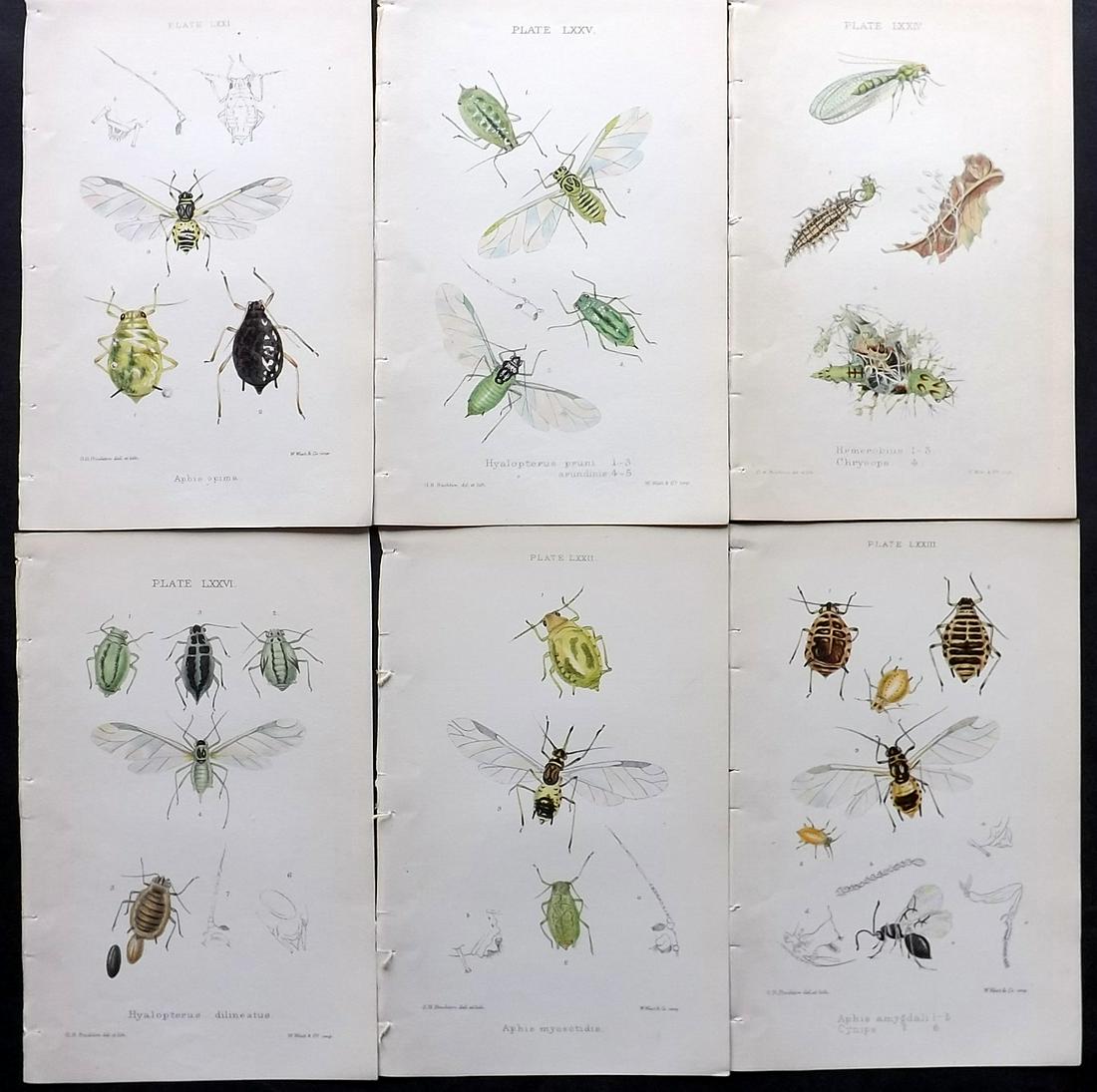 Buckton, George 1883 Lot of 6 Hand Col Insect Prints: Hand Colored Lithographs Published 1876-83, London for "Monograph of the British Aphides" by George Bowdler Buckton. Paper Size: 8.5 x 5.5 inch (22 x 14cm) Good Condition