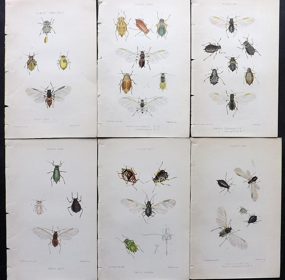 Buckton, George 1883 Lot of 6 Hand Col Insect Prints: Hand Colored Lithographs Published 1876-83, London for "Monograph of the British Aphides" by George Bowdler Buckton. Paper Size: 8.5 x 5.5 inch (22 x 14cm) Good Condition