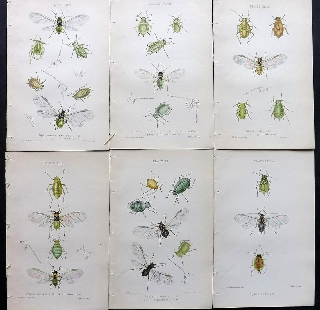 Buckton, George 1883 Lot of 6 Hand Col Insect Prints: Hand Colored Lithographs Published 1876-83, London for "Monograph of the British Aphides" by George Bowdler Buckton. Paper Size: 8.5 x 5.5 inch (22 x 14cm) Good Condition