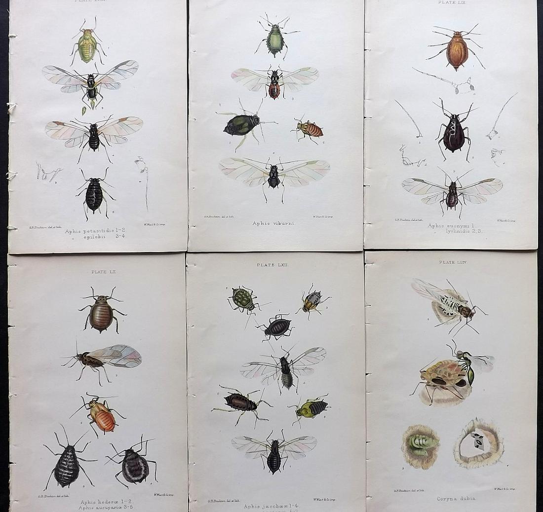 Buckton, George 1883 Lot of 6 Hand Col Insect Prints (1 of 2)