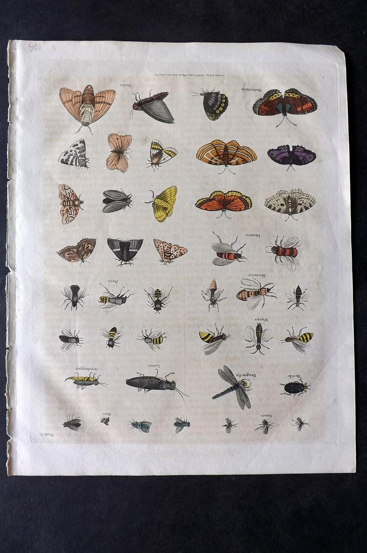 Buffon & Smellie C1821 HC Print. Butterfly Moths: Hand Colored Copper Plate Published C1821 by Thomas Kelly, London for "A Natural History, General and Particular..." by The Comte de Buffon and William Smellie. Paper Size: 10 x 8 inch (26 x 21cm) Ver
