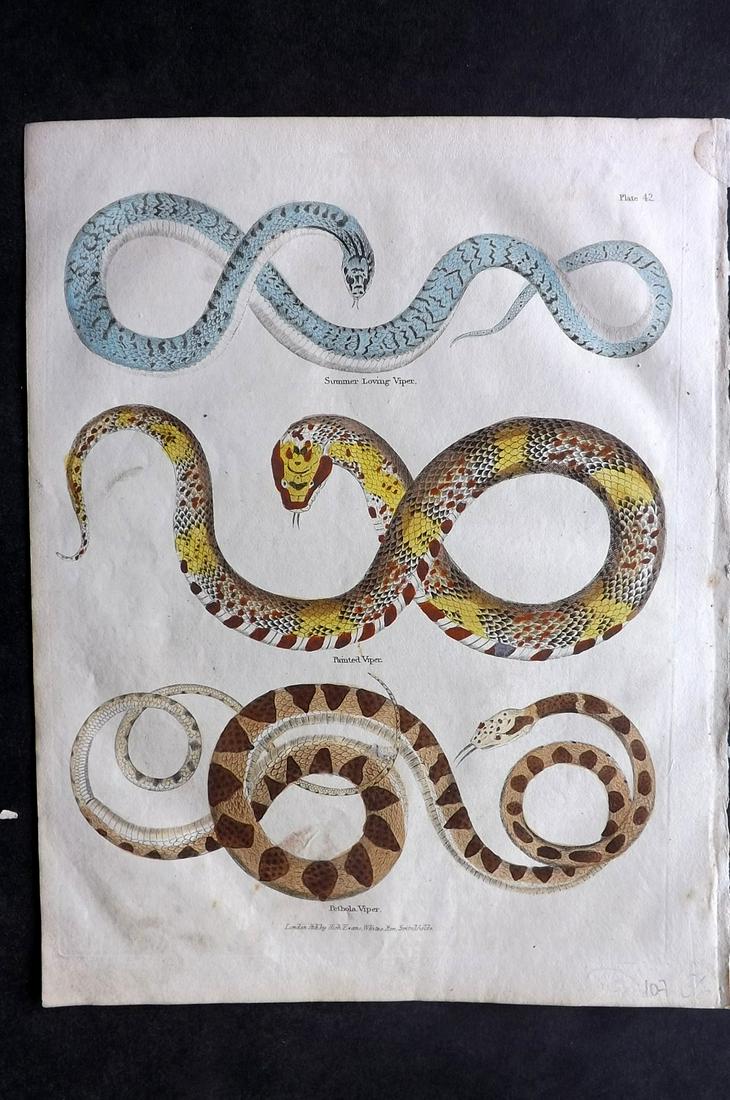 Buffon & Smellie C1821 HCol Print. Snakes: Hand Colored Copper Plate Published C1821 by Thomas Kelly, London for "A Natural History, General and Particular..." by The Comte de Buffon and William Smellie. Paper Size: 10 x 8 inch (26 x 21cm) Ver