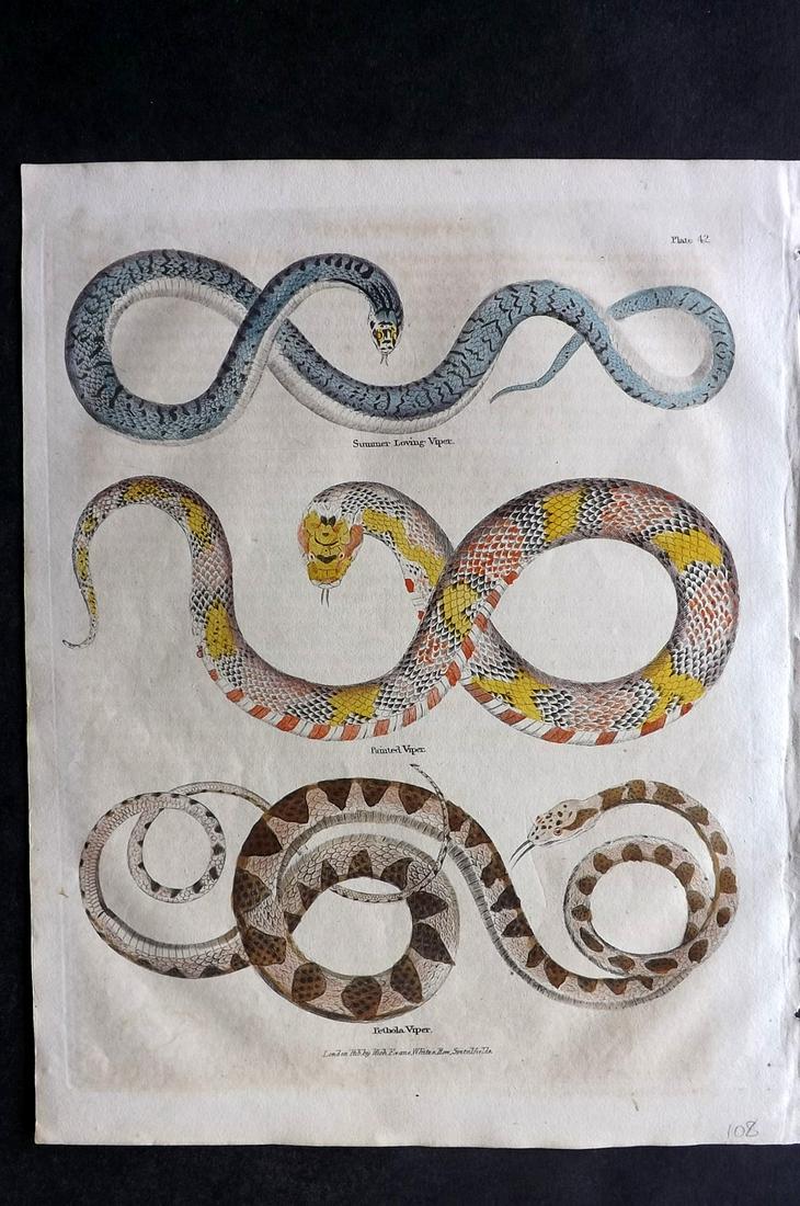 Buffon & Smellie C1821 HCol Print. Snakes: Hand Colored Copper Plate Published C1821 by Thomas Kelly, London for "A Natural History, General and Particular..." by The Comte de Buffon and William Smellie. Paper Size: 10 x 8 inch (26 x 21cm) Ver