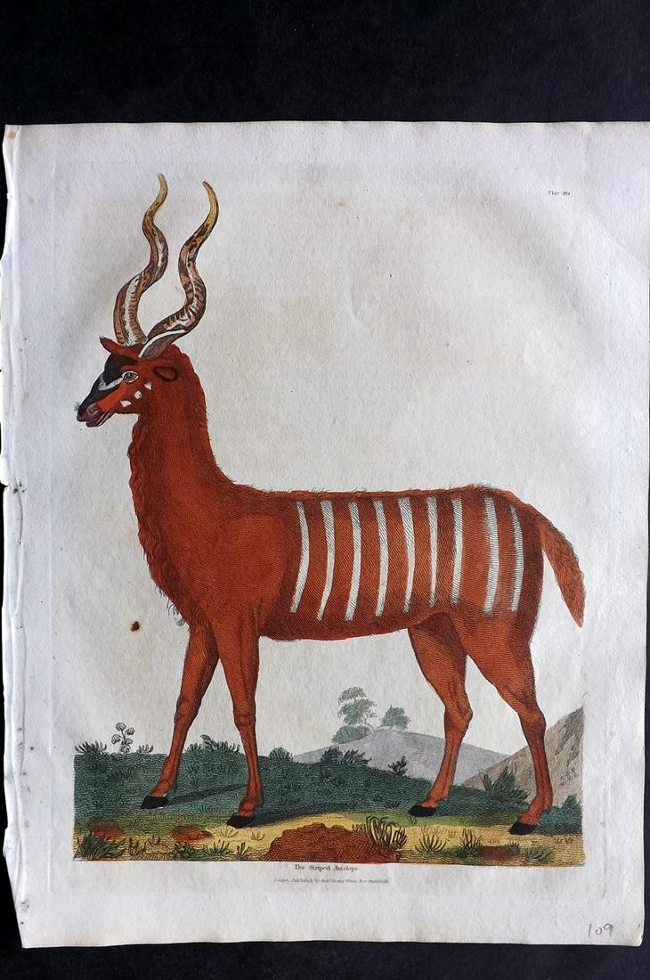 Buffon & Smellie C1821 HCol Print. Striped Antelope: Hand Colored Copper Plate Published C1821 by Thomas Kelly, London for "A Natural History, General and Particular..." by The Comte de Buffon and William Smellie. Paper Size: 10 x 8 inch (26 x 21cm) Ver
