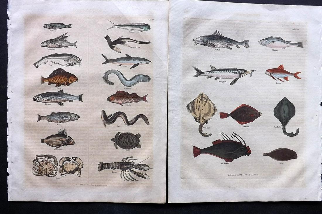 Buffon & Smellie C1821 Pair of Hand Col Fish Prints: Hand Colored Copper Plate Published C1821 by Thomas Kelly, London for "A Natural History, General and Particular..." by The Comte de Buffon and William Smellie. Paper Size: 10 x 8 inch (26 x 21cm) Som