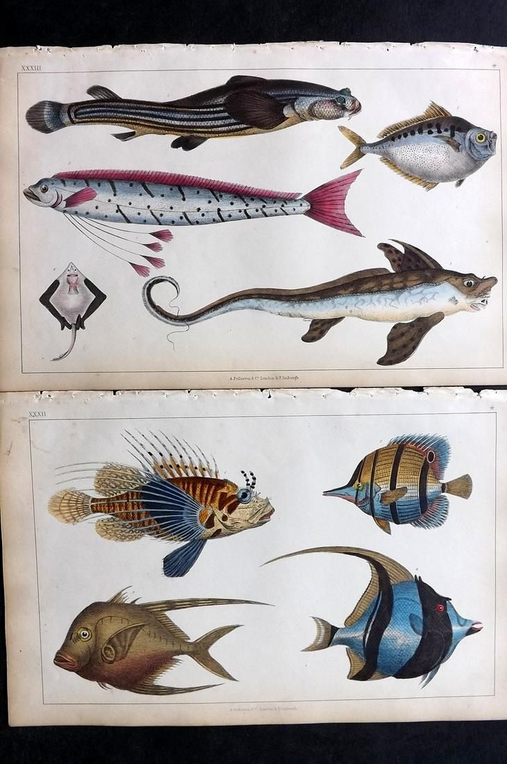 Goldsmith, Oliver 1850 Pair of Hand Col Fish Prints (1 of 2)