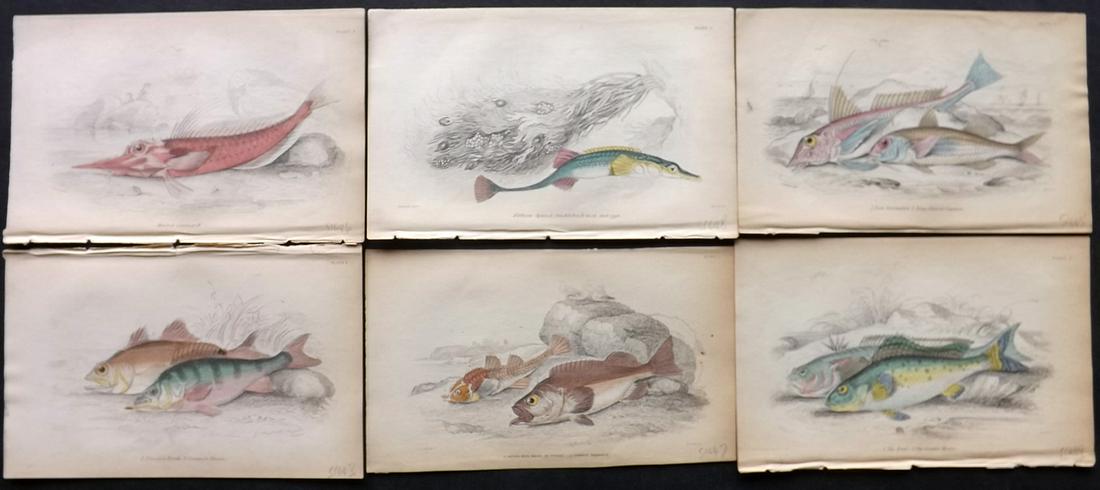 Jardine, William 1885 Lot of 6 Hand Col Fish Prints (1 of 2)