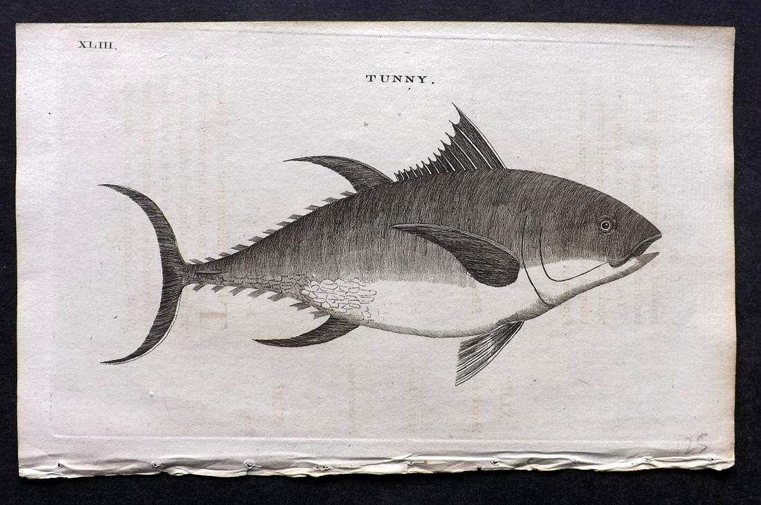 Pennant, Thomas 1770 Antique Fish Print. Tunny (1 of 2)