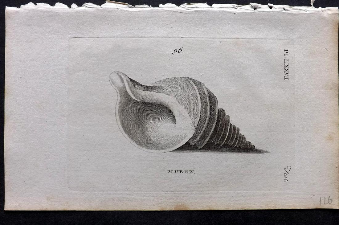 Pennant, Thomas 1770 Antique Shell Print: Copper Plate Published 1768-70, London for "British Zoology" by Thomas Pennant. Paper Size: 9.5 x 6 inch (24 x 15cm) Very minor toning. Good Condition