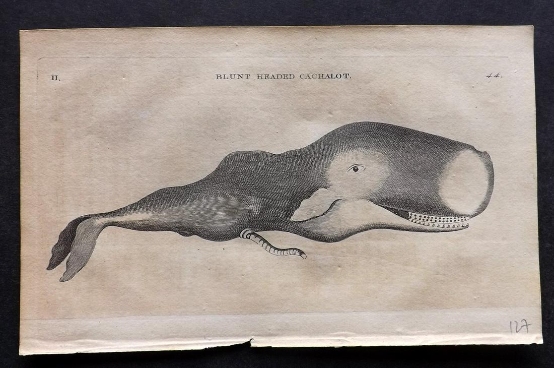 Pennant, Thomas 1770 Antique Whale Print: "Blunt Headed Cachalot" Copper Plate Published 1768-70, London for "British Zoology" by Thomas Pennant. Paper Size: 9.5 x 6 inch (24 x 15cm) Some toning, otherwise fine