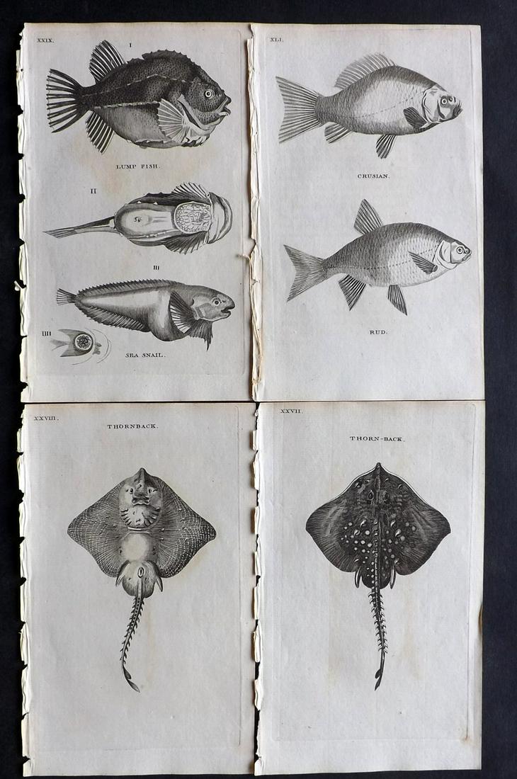 Pennant, Thomas 1770 Lot of 4 Antique Fish Prints (1 of 2)