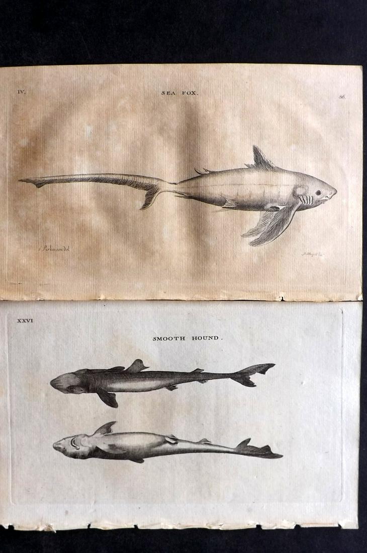 Pennant, Thomas 1770 Pair of Antique Shark Prints: Copper Plate Published 1768-70, London for "British Zoology" by Thomas Pennant. Paper Size: 9.5 x 6 inch (24 x 15cm) Heavy toning on one