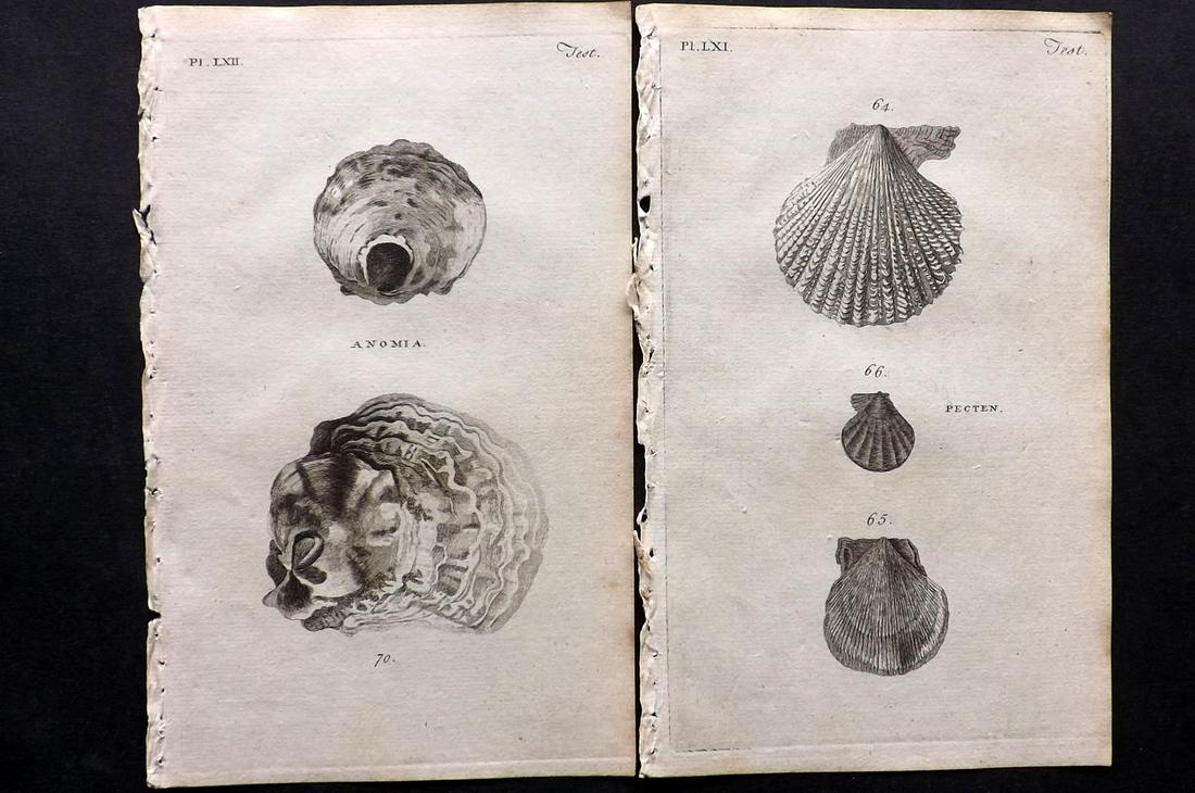 Pennant, Thomas 1770 Pair of Antique Shell Prints: Copper Plates Published 1768-70, London for "British Zoology" by Thomas Pennant. Paper Size: 9.5 x 6 inch (24 x 15cm) Good Condition overall