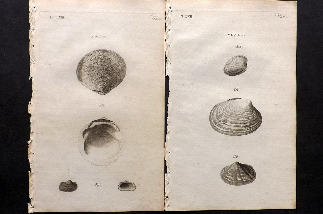 Pennant, Thomas 1770 Pair of Antique Shell Prints: Copper Plates Published 1768-70, London for "British Zoology" by Thomas Pennant. Paper Size: 9.5 x 6 inch (24 x 15cm) Good Condition overall