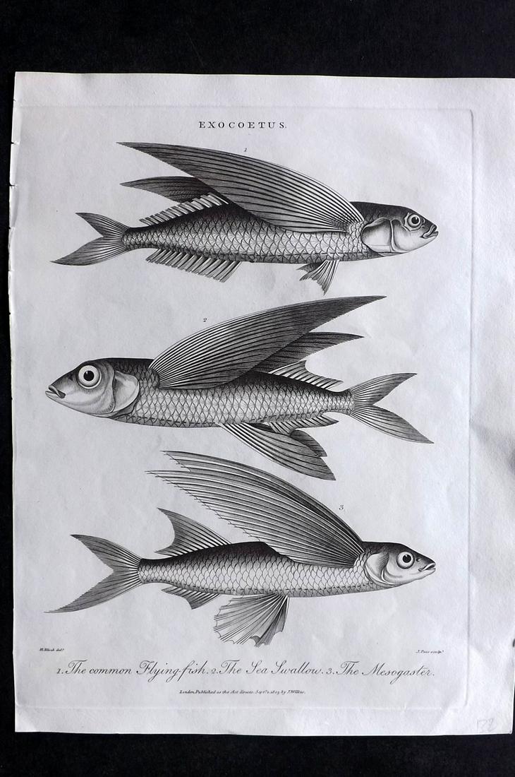 Wilkes, John 1803 Fish Print after Bloch. Flying Fish (1 of 2)