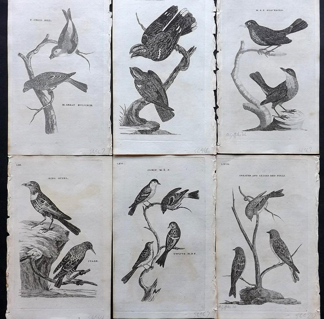 Pennant, Thomas 1770 Lot of 6 Antique Bird Prints: Copper Plates Published 1768-70, London for "British Zoology" by Thomas Pennant. Paper Size: 9.5 x 6 inch (24 x 15cm) Very minor background toning. Good Condition