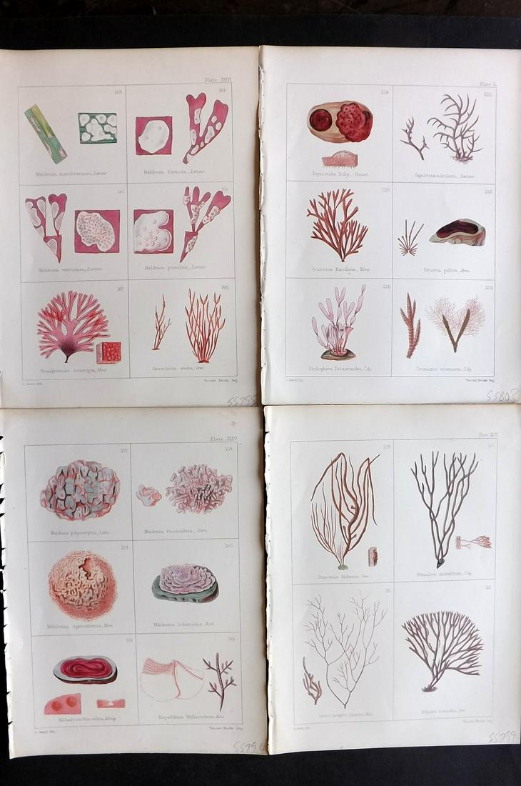 Gatty, Mrs Alfred 1863 Lot of 4 Antique Seaweed Prints: Woodblock Published 1863, London for "British Sea-Weeds. Drawn From Professor Harvey's 'Phycologia Britannica'" by Mrs Alfred Gatty. Printed in colours, some plates with additional hand colour. Paper 