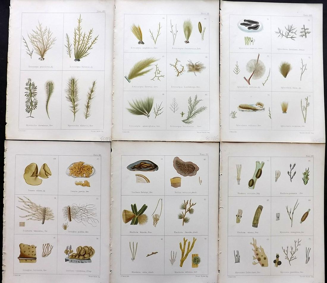 Gatty, Mrs Alfred 1863 Lot of 6 Antique Seaweed Prints (1 of 2)