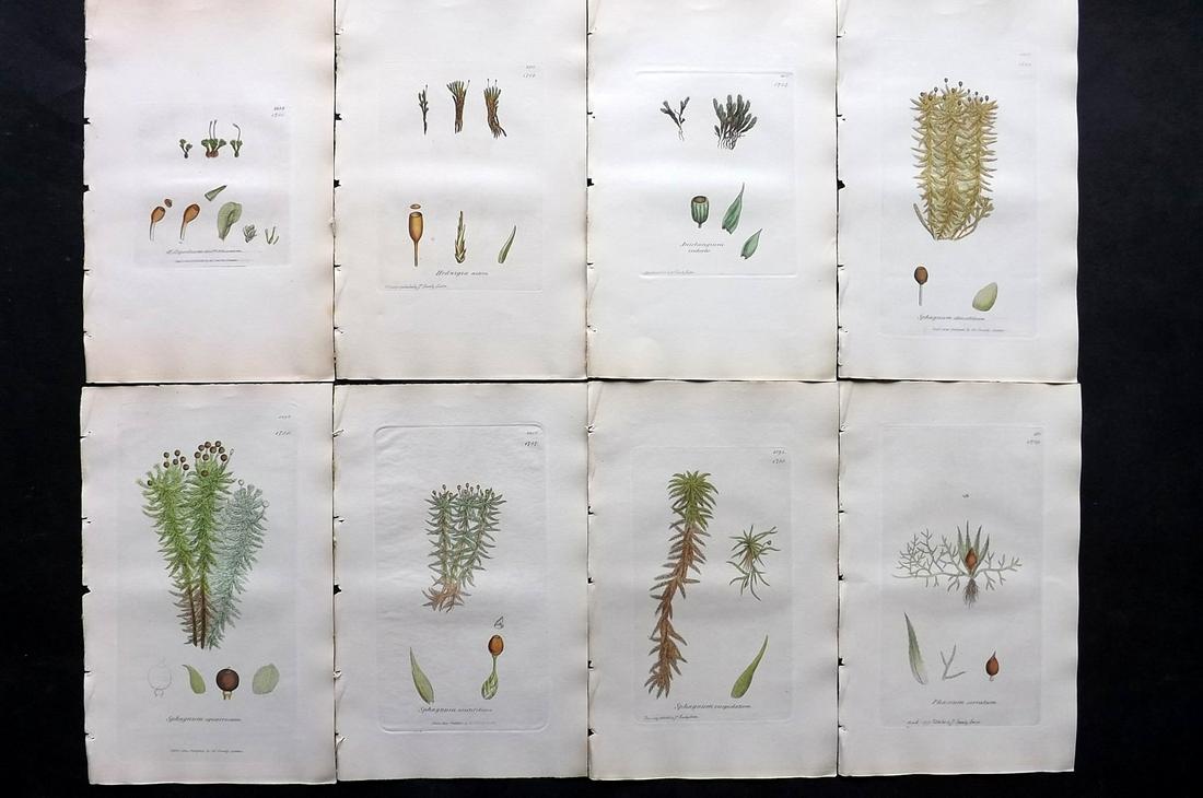 Sowerby, James C1840 Lot of 8 Hand Col Moss Prints: Full Hand Colored Etchings Published London, 1832-46 for "English Botany; or, Coloured Figures of British Plants…" Second Edition by James Sowerby and Edward Smith. Paper Size: 9 x 5.5 inch (23 x 14