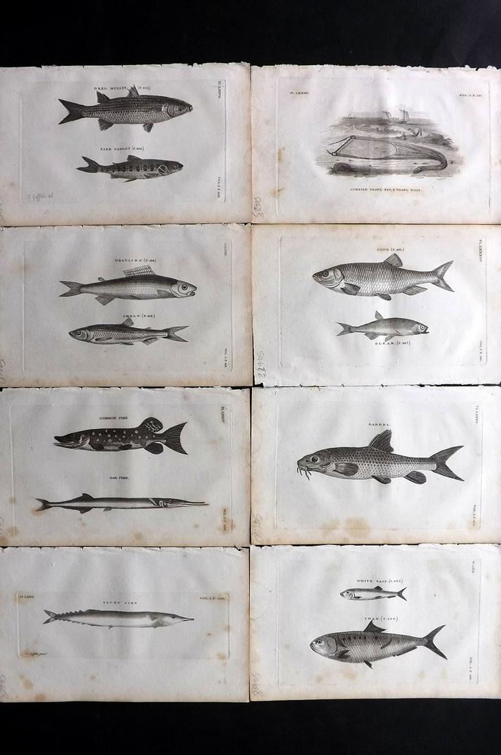 Pennant, Thomas 1812 Lot of 8 Antique Fish Prints: Copper Plates Published 1812, London for "British Zoology" by Thomas Pennant. Paper Size: 9.5 x 6 inch (24 x 15cm) Some toning present
