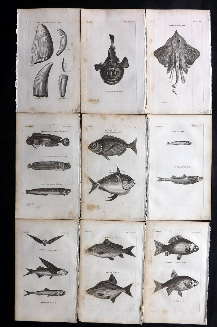 Pennant, Thomas 1812 Lot of 9 Antique Fish Prints: Copper Plates Published 1812, London for "British Zoology" by Thomas Pennant. Paper Size: 9.5 x 6 inch (24 x 15cm) Some toning present