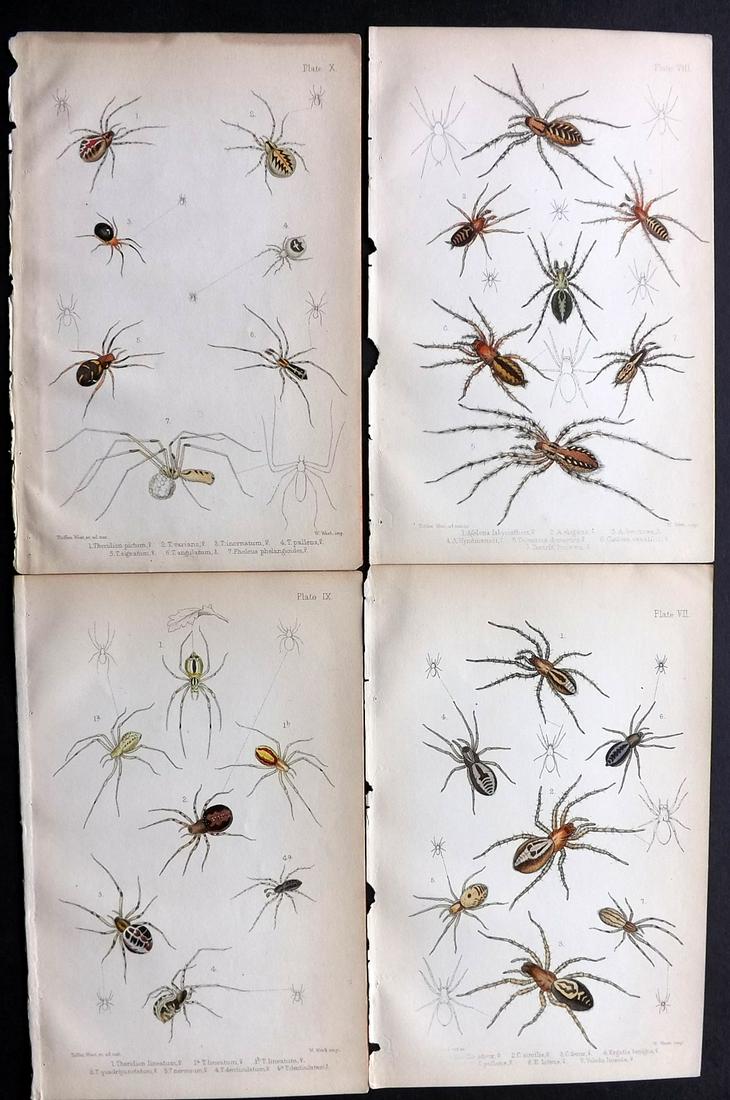 Stavely, Eliza 1866 Lot of 4 Hand Col Spider Prints (1 of 2)