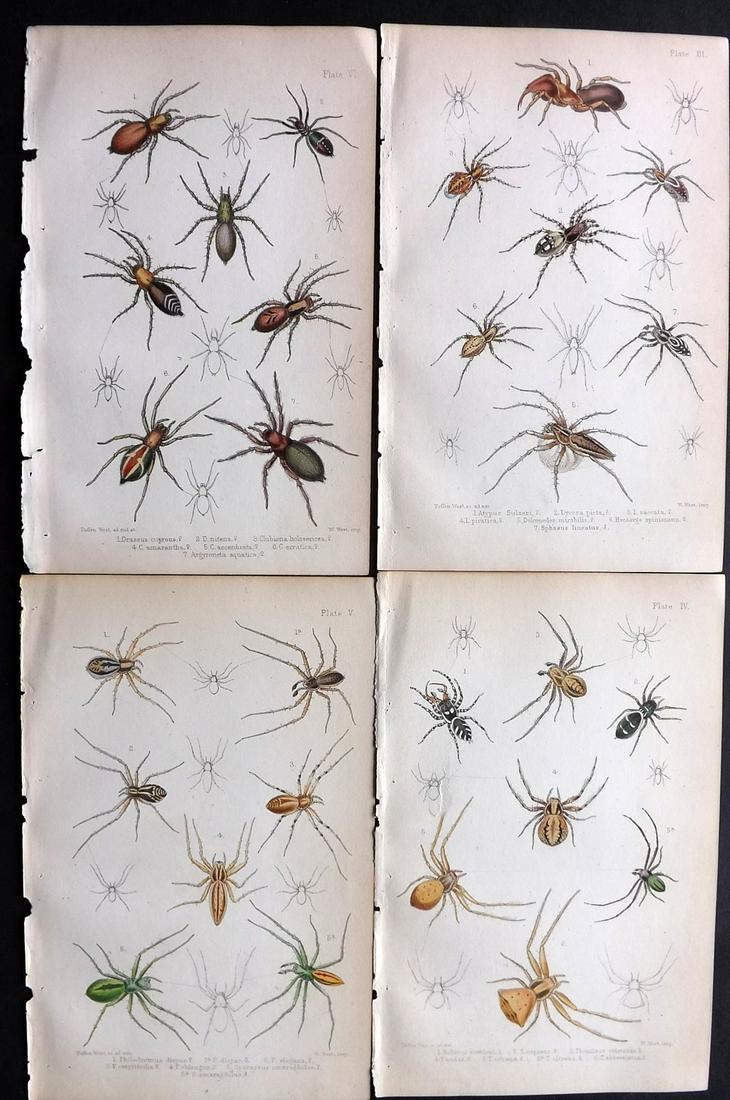 Stavely, Eliza 1866 Lot of 4 Hand Col Spider Prints (1 of 2)