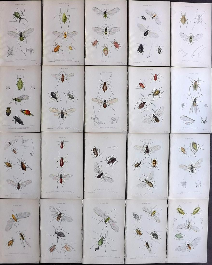 Buckton, George 1883 Lot of 20 Hand Col Insect Prints: Hand Colored Lithographs Published 1876-83, London for "Monograph of the British Aphides" by George Bowdler Buckton. Paper Size: 8.5 x 5.5 inch (22 x 14cm) Good Condition