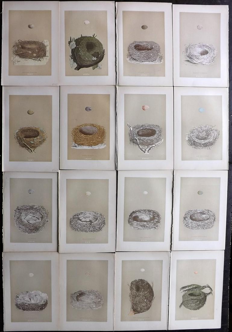 Morris, Francis 1896 Lot of 16 Antique Bird Nest Prints: Woodblocks Published 1896 by John C. Nimmo, London for "A Natural History of the Nests and Eggs of British Birds" By the Rev. Francis Orpen Morris, printed Benjamin Fawcett. Printed in colours and fin