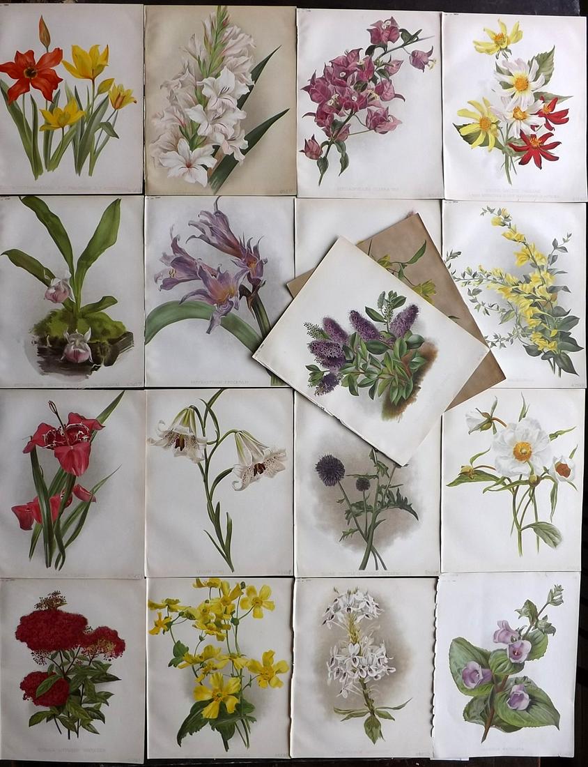 The Garden 1894 Lot of 18 Botanical Prints: Chromolithographs Published 1872-1927, London for "The Garden. An Illustrated Weekly Journal of Horticulture in all its Branches" Edited by William Robinson and others. Paper Size: 11.5 x 9 inch (29 x