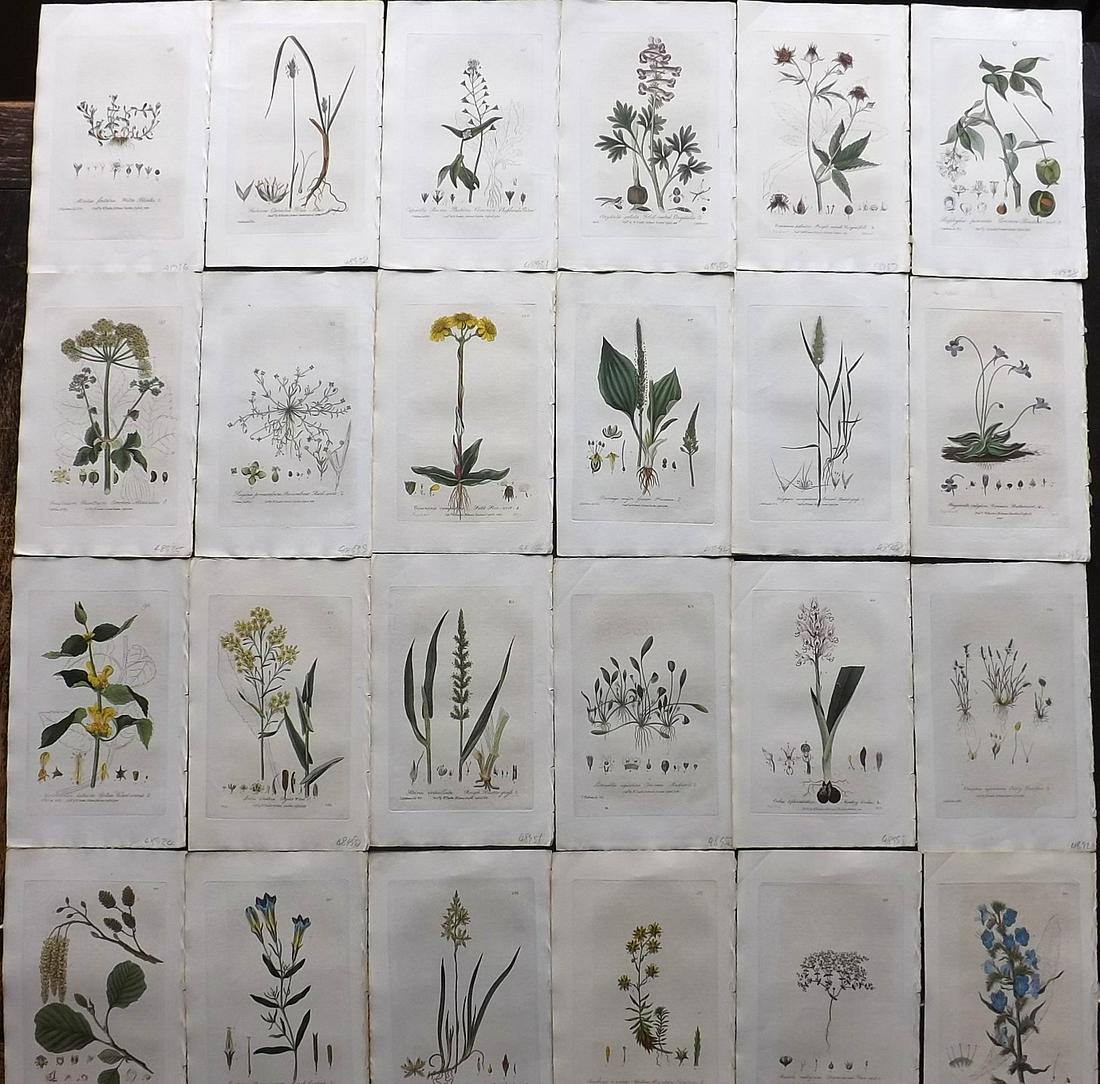Baxter, William 1836 Lot 24 Hand Col Botanical Prints (1 of 7)