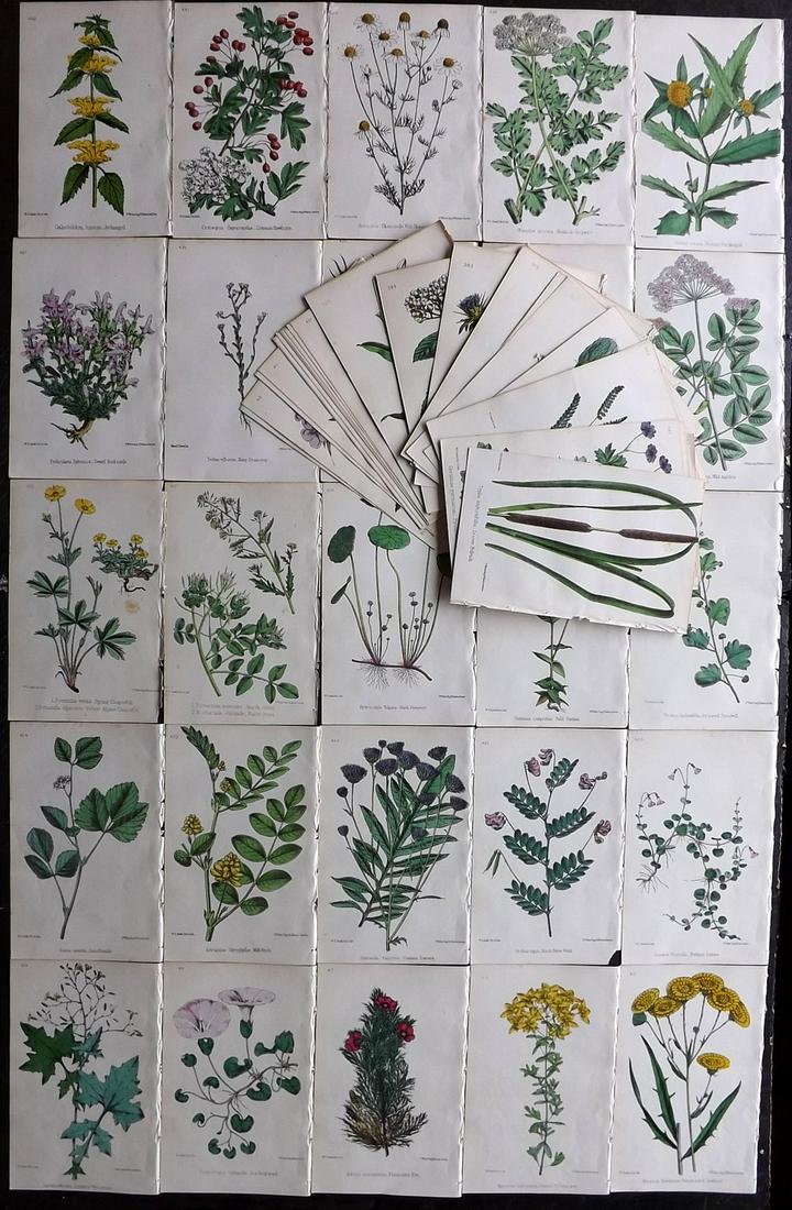 Hogg & Johnson C1870 Lot of 80 HCol Botanical Prints: Hand Coloured Lithographs Published 1863-1880, London for "The Wild Flowers of Great Britain" by Robert Hogg & George W. Johnson. Paper Size: 9 x 5.5 inch (23 x 14cm) Good Condition