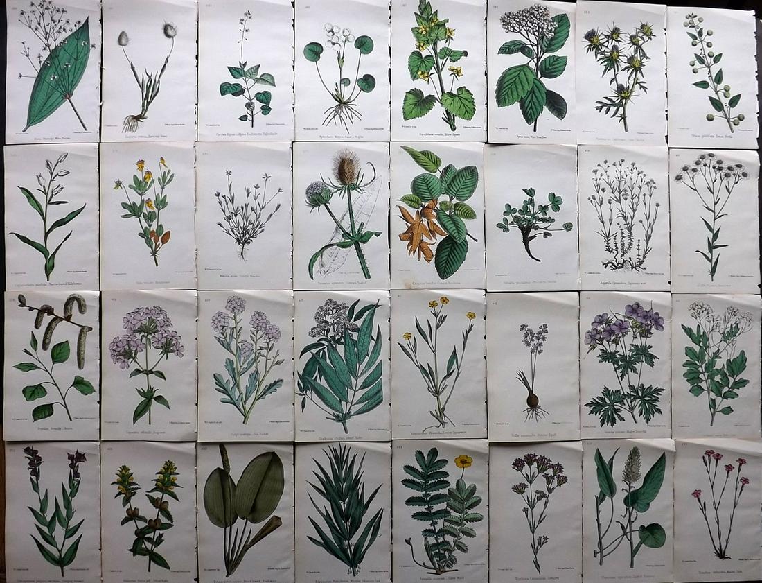 Hogg & Johnson C1870 Lot of 32 HCol Botanical Prints: Hand Coloured Lithographs Published 1863-1880, London for "The Wild Flowers of Great Britain" by Robert Hogg & George W. Johnson. Paper Size: 9 x 5.5 inch (23 x 14cm) Good Condition
