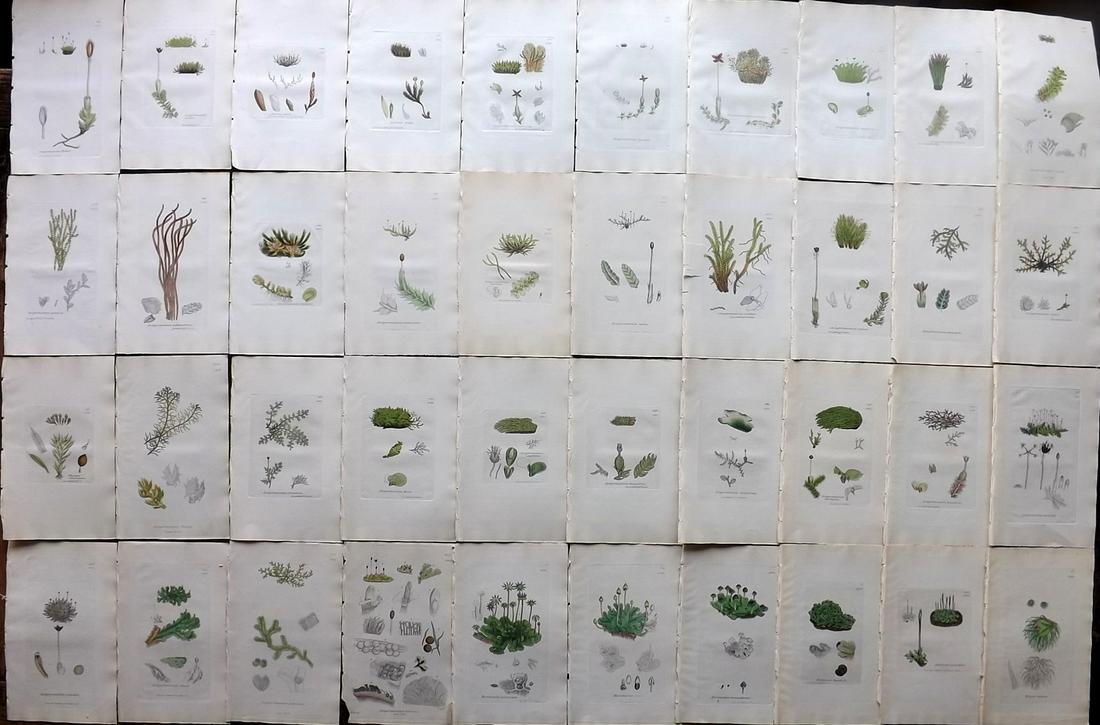Sowerby, James C1840 Lot 40 Part HCol Prints Liverworts: Partial Hand Colored Etchings (as Issued) Published London, 1832-46 for "English Botany; or, Coloured Figures of British Plants…" Second Edition by James Sowerby and Edward Smith. Paper Size: 9 x 5.