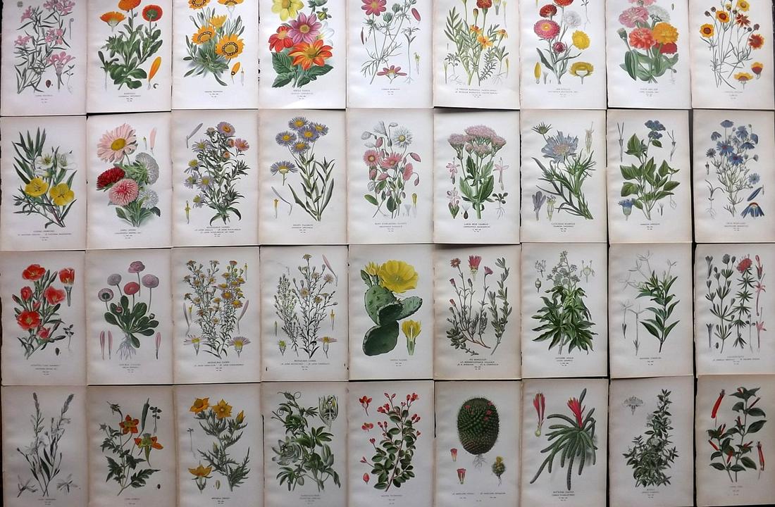 Step, Edward 1897 Lot of 36 Botanical Prints (1 of 7)