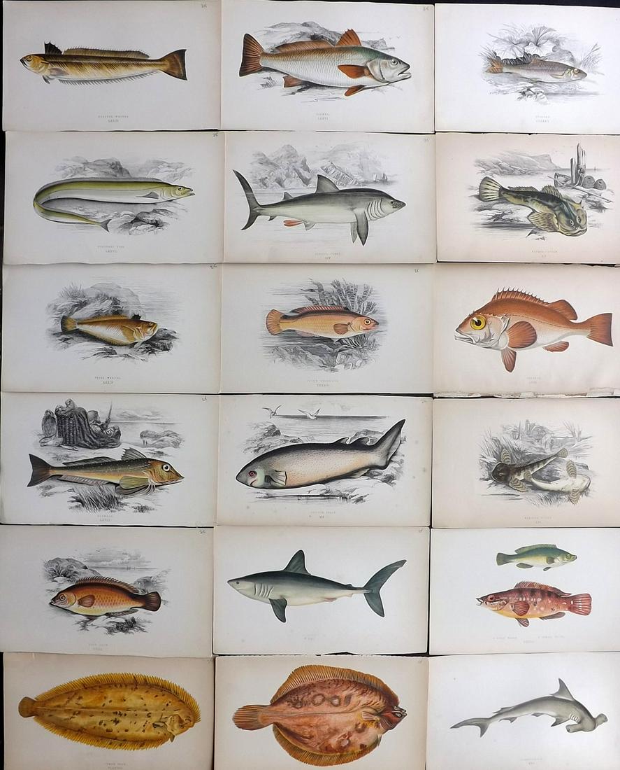Couch, Jonathan 1878 Lot of 18 Antique Fish Prints (1 of 7)