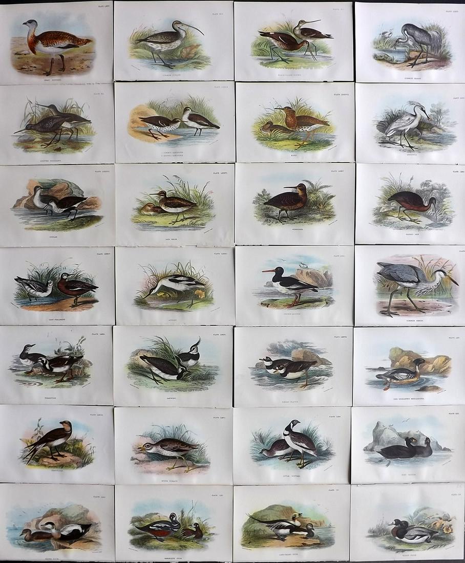 Lloyds's 1897 Lot of 28 Antique Prints. British Birds: Chromolithographs Published 1894-97, London for "Lloyds's Natural History..." Edited by R. Bowdler Sharpe, W. F. Kirby, H. O. Forbes, R. Lydekker, and W. R. Olive-Grant. Illustrated after Keulemans, G