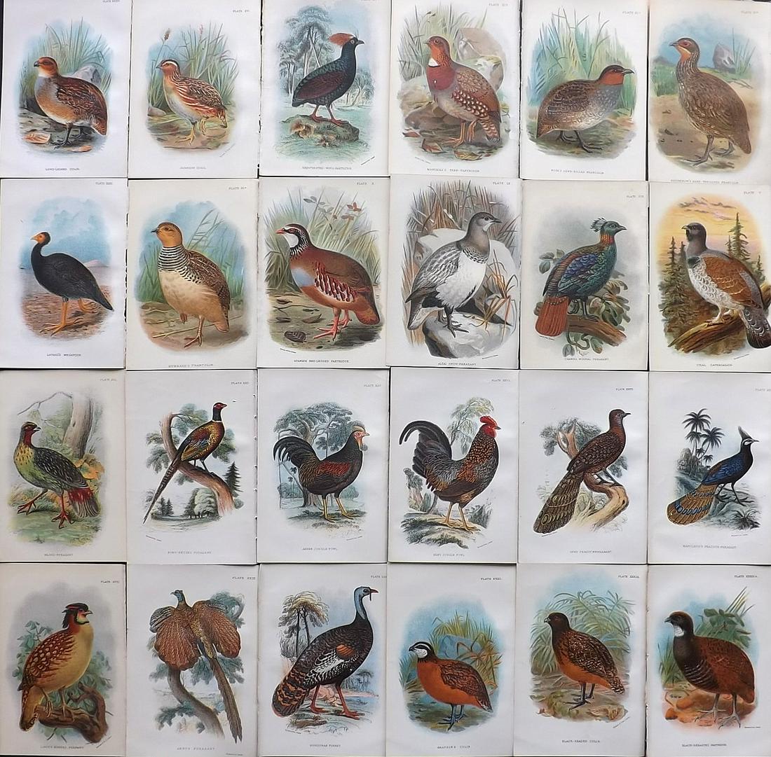 Lloyds's 1897 Lot of 24 Antique Prints. Game Birds (1 of 7)