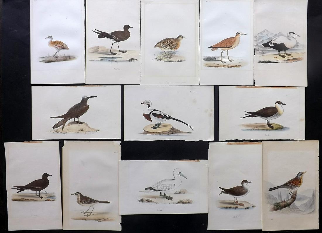 Meyer, Henry 1857 Lot of 13 Hand Col Bird Prints: Hand Colored Lithographs Published 1853-57, London for "Coloured Illustrations of British Birds and Their Eggs" by Henry Leonard Meyer. Paper Size: 8.5 x 5 inch (22 x 13cm) Most with mat burn. Some wi
