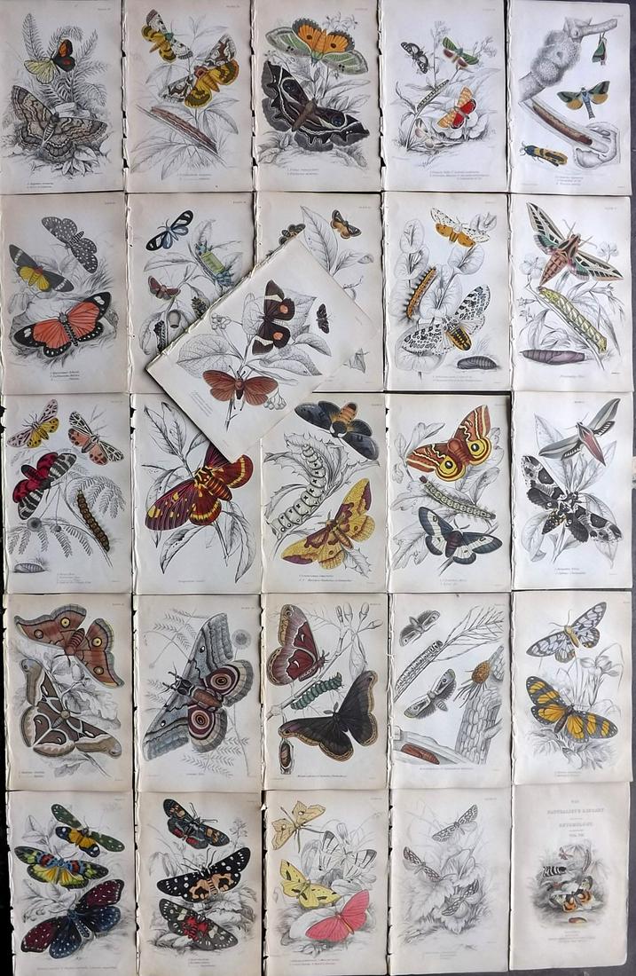 Jardine, William 1841 Lot of 26 HCol Prints. Exotic (1 of 9)