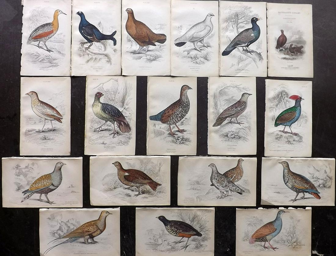 Jardine, William C1840 Lot of 18 Hand Col Bird Prints (1 of 5)