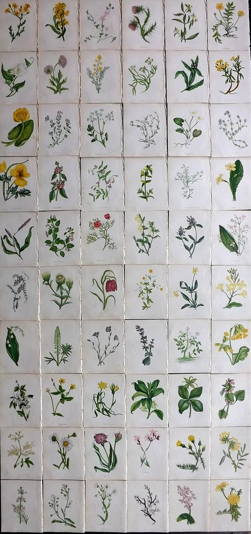 Pratt, Anne 1857 Lot of 60 Antique Botanical Prints (1 of 8)