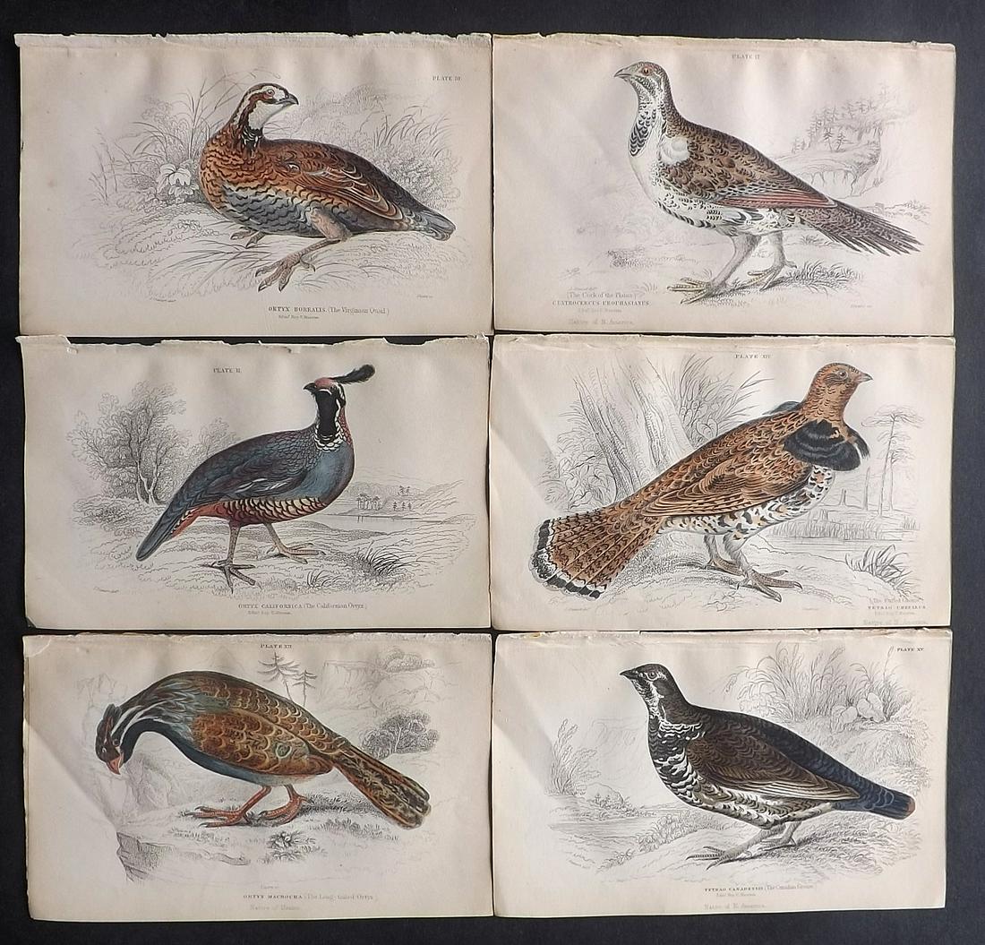 Jardine, William C1840 Lot of 6 Hand Col Bird Prints (1 of 2)