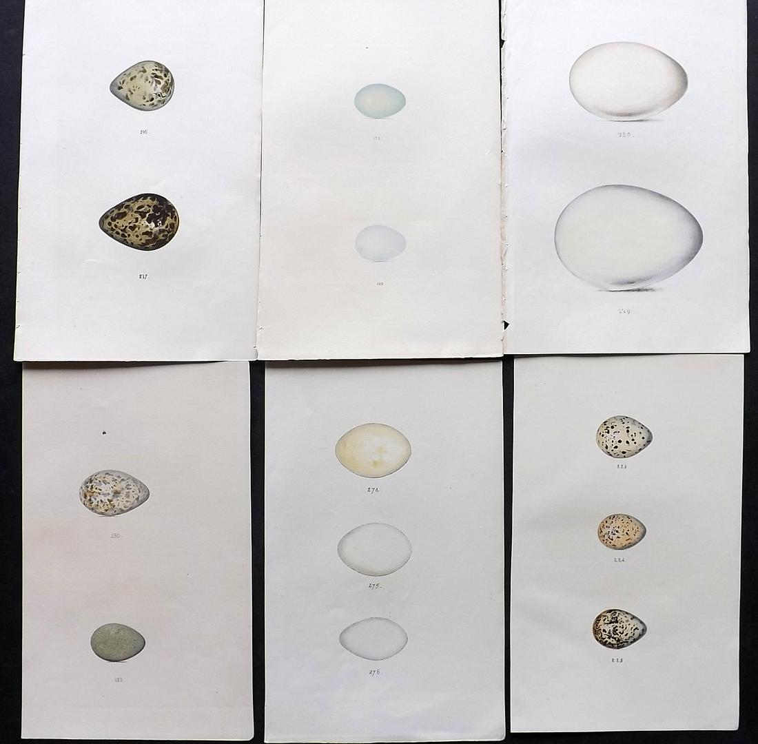 Meyer, Henry 1857 Lot of 6 Hand Col Bird Egg Prints: Hand Colored Lithographs Published 1853-57, London for "Coloured Illustrations of British Birds and Their Eggs" by Henry Leonard Meyer. Paper Size: 8.5 x 5 inch (22 x 13cm) Good Condition