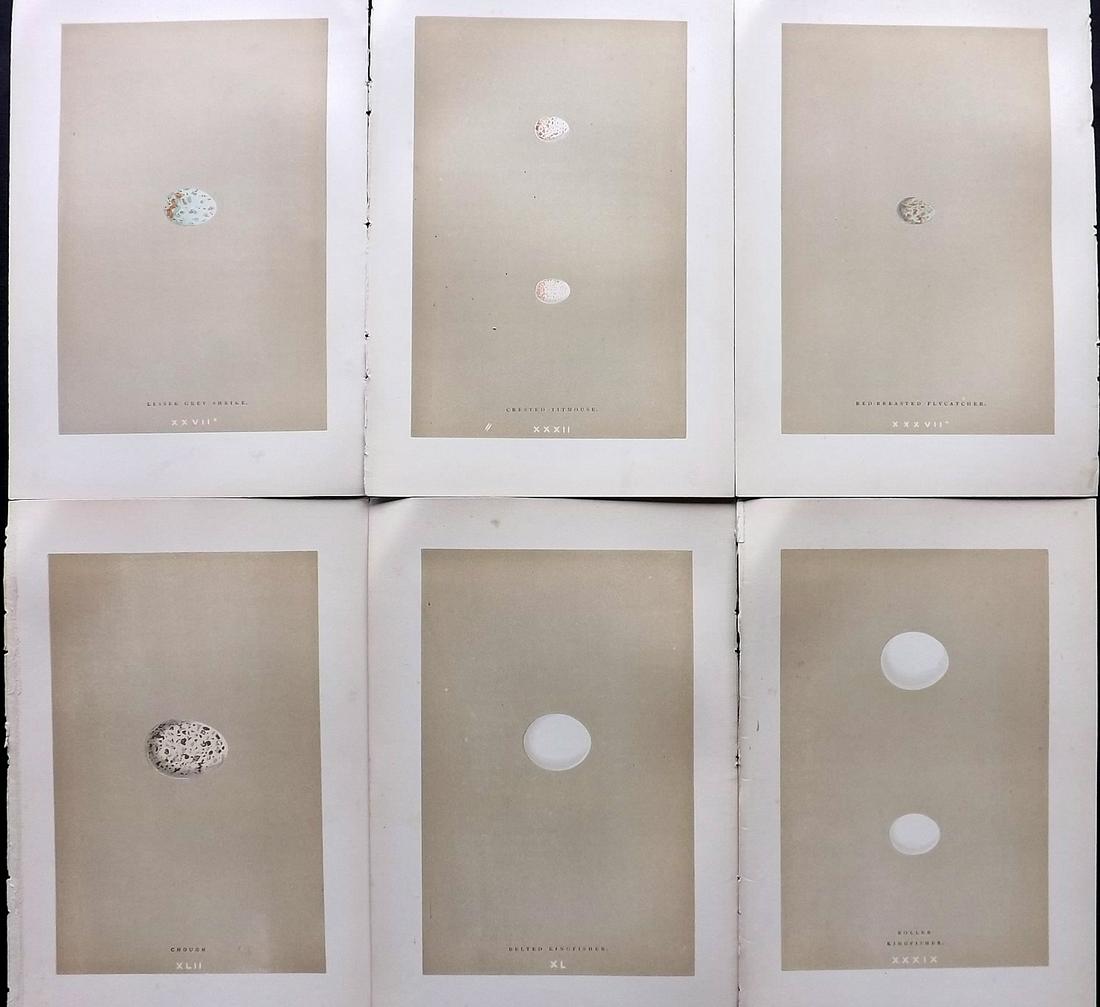 Morris, Francis 1896 Lot of 6 Antique Bird Egg Prints: Woodblocks Published 1896 by John C. Nimmo, London for "A Natural History of the Nests and Eggs of British Birds" By the Rev. Francis Orpen Morris, printed Benjamin Fawcett. Printed in colours and fin