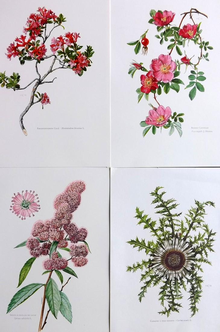 Flore d'Europe C1960 Lot of 46 Botanical Prints (1 of 2)